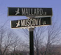 Mallard Street Sign